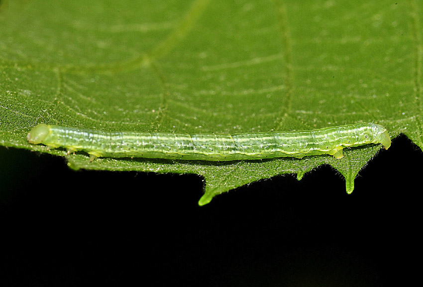 4 bruco di Geometridae da det.